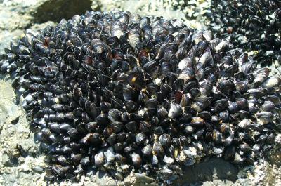 Mussel Power