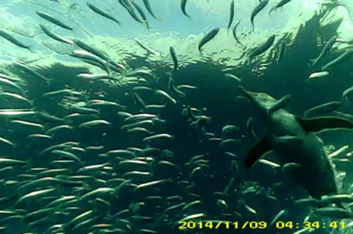 Penguin Cam Captures Hunt For Prey