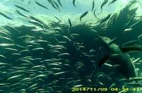 Penguin Cam Captures Hunt For Prey