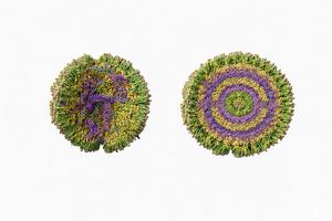 Efficacy of Amorphous Lipid Particles in mRNA Vaccine Delivery