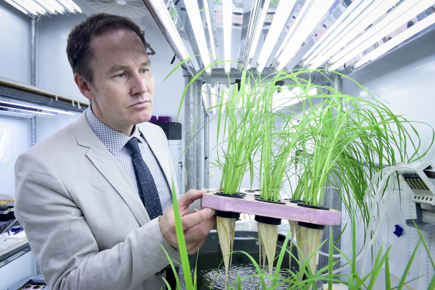 Identifying Rice Crops That Can Save Farmers Money and Cut Pollution