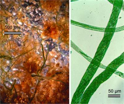 Rope-building Cyanobacteria