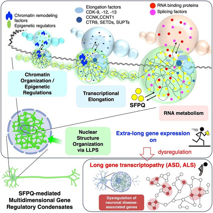 How SFPQ condensates support extra-long genes in neurons