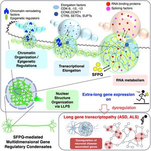 How SFPQ condensates support extra-long genes in neurons
