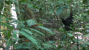 Chimpanzee drumming