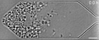 JCVI-syn3.0 under a light microscope