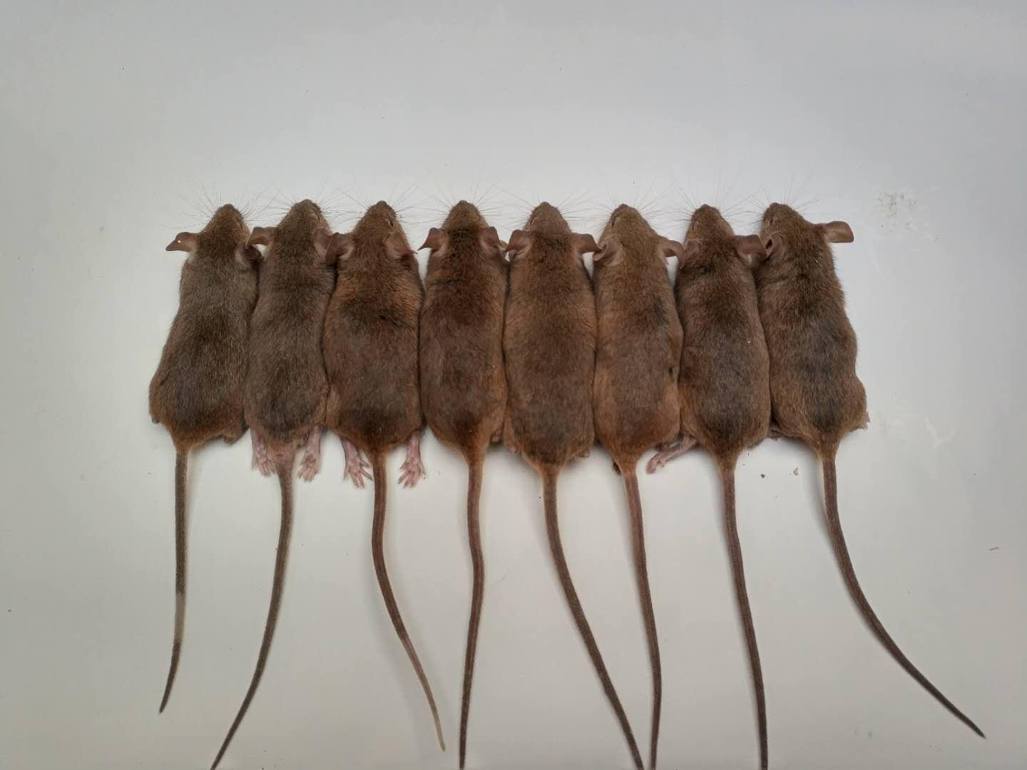 Pseudoagouti mice generated by targeted DNA methylation in oocytes derived from yellow mothers.