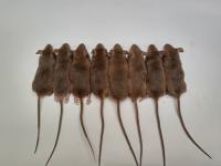 Pseudoagouti mice generated by targeted DNA methylation in oocytes derived from yellow mothers.