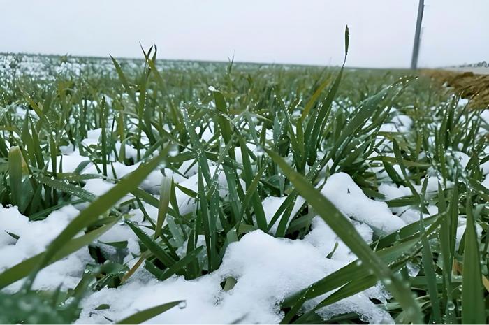 Wheat under cold conditions. Cold priming leaves a molecular memory during recovery, helping protect photosystem function when chilling returns.