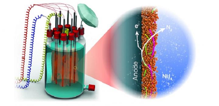 Anammox bacteria