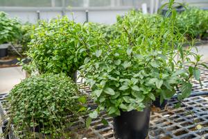 A Fresh Approach to Peppermint