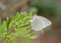 Catopsilia Pyranthe