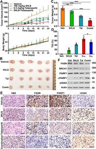 In-vivo effect of 5HLS and talazoparib combination on tumor growth.