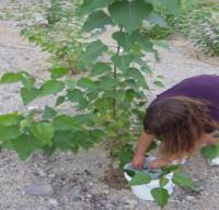 Poplar Measurements