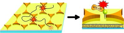 Gold Nanoantennas
