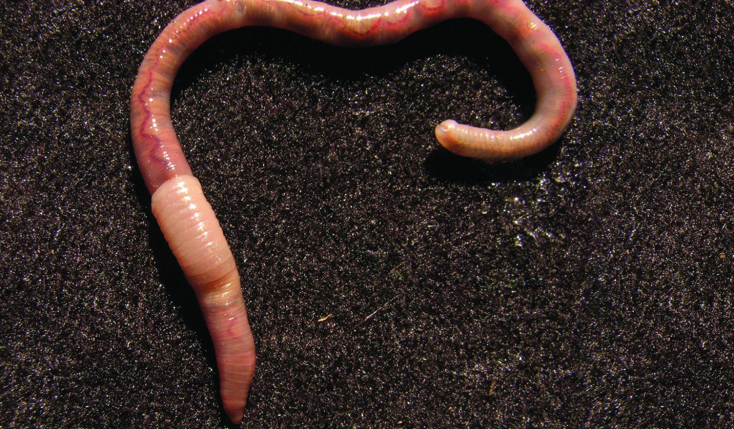 Live <i>Kazimierzus</i> Worm (2 of 2)