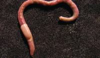 Live <i>Kazimierzus</i> Worm (2 of 2)