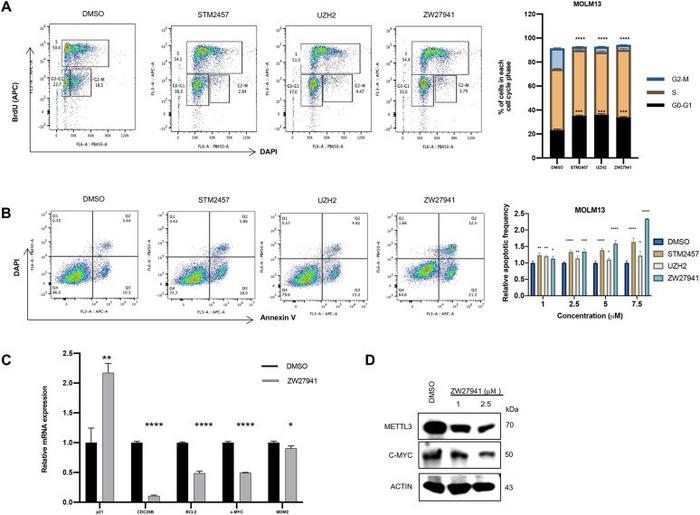 ZW27941 is highly potent in cell cycle progression and inducing apoptosis.