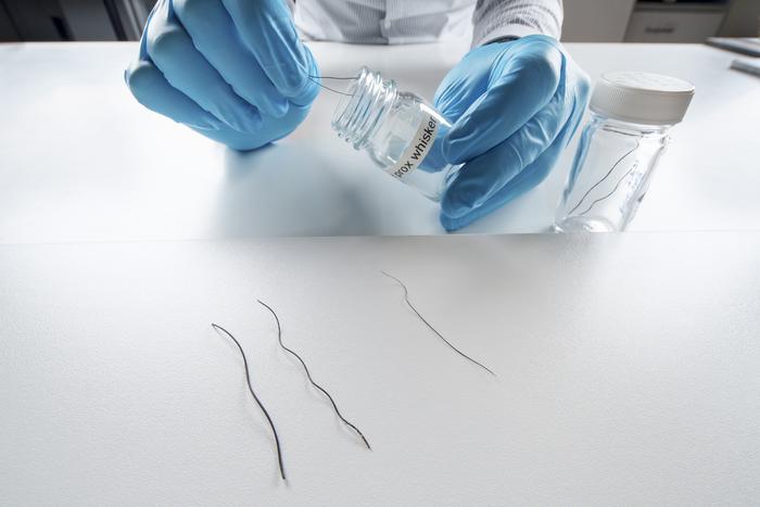 Researcher holding elephant whiskers