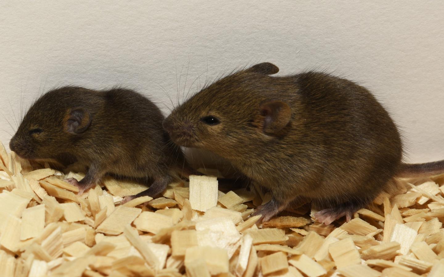 Two Brother Mice