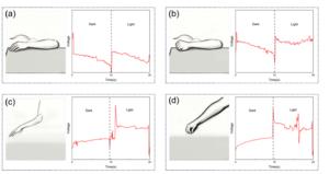 Figure 5 Light-enhanced surface electromyography (sEMG) sensing