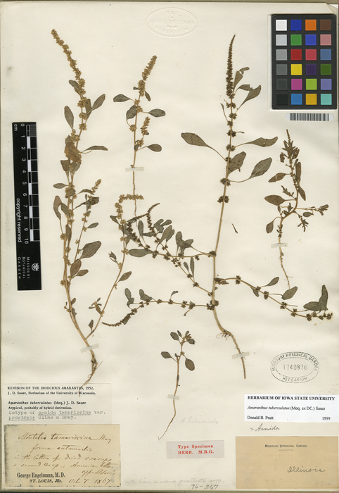 155-year-old waterhemp specimen