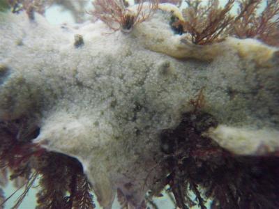 Rock Vomit -- <I>Didemnum vexillum</I>