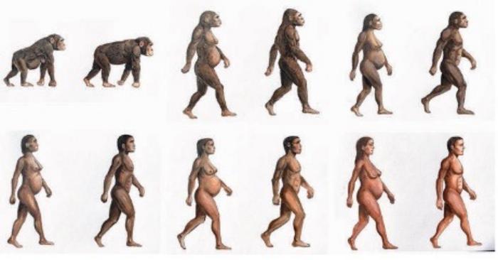 Sugars may have helped fuel the evolution of the human brain