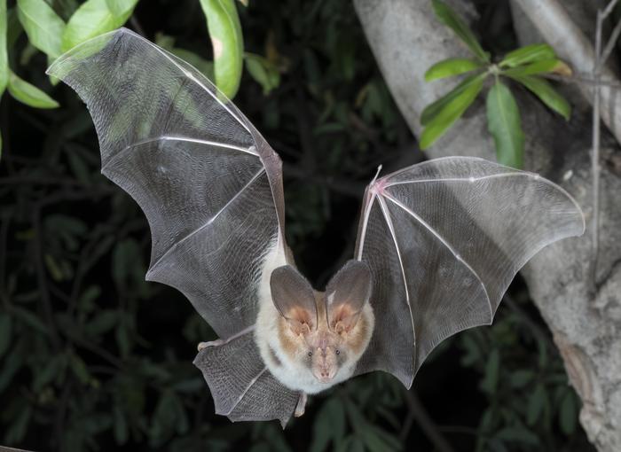 Nyctiers thebacia, Egyptian slit-faced bat