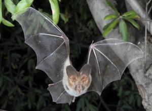 Nyctiers thebacia, Egyptian slit-faced bat