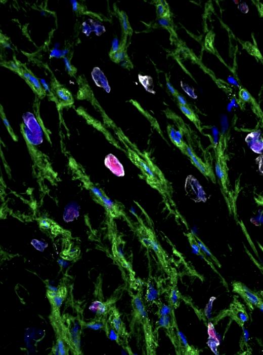 Heart cells replicating