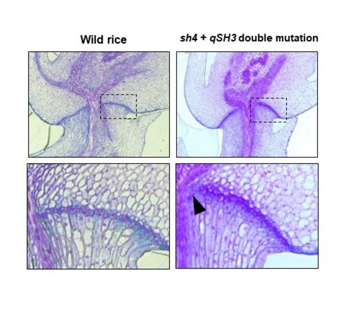 図4. qSH3とsh4遺伝子の変異が重なることで初めて離層が部分的に阻害される