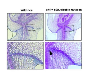 図4. qSH3とsh4遺伝子の変異が重なることで初めて離層が部分的に阻害される