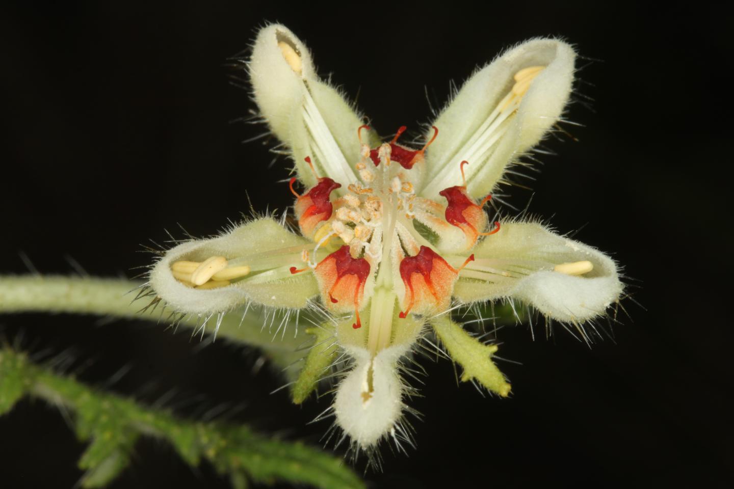 A Detailed Map of North and South America's Plant Diversity (11 of 15)