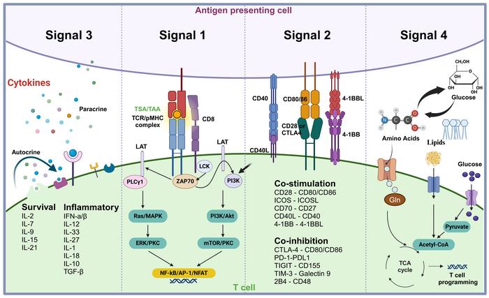 Figure 2. Four signals governing T cell activation and differentiation.