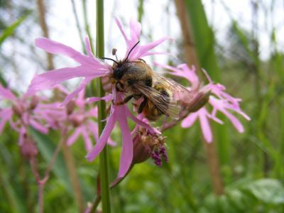 Red Mason Bee