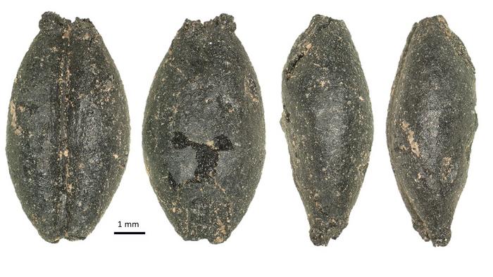 Ancient seeds