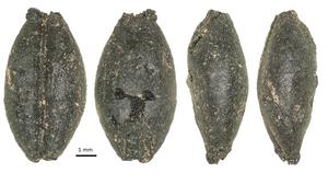 Ancient seeds