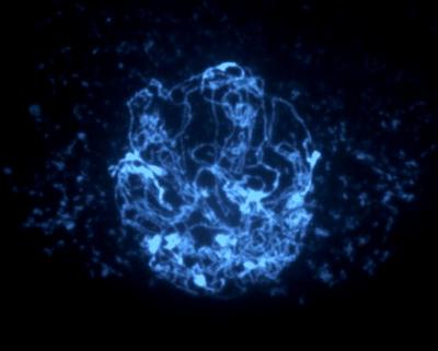 Leptotene Stage During the Meiosis of Germ Cells
