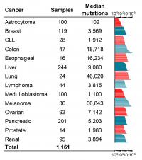 DNA Mutations