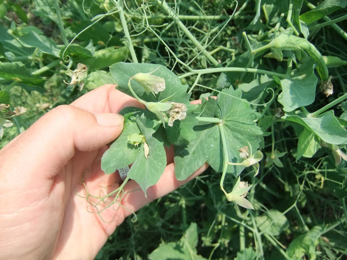 Pea Blossoms