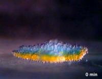 Synthetic Tissue Built by 3-D Printer (2 of 2)