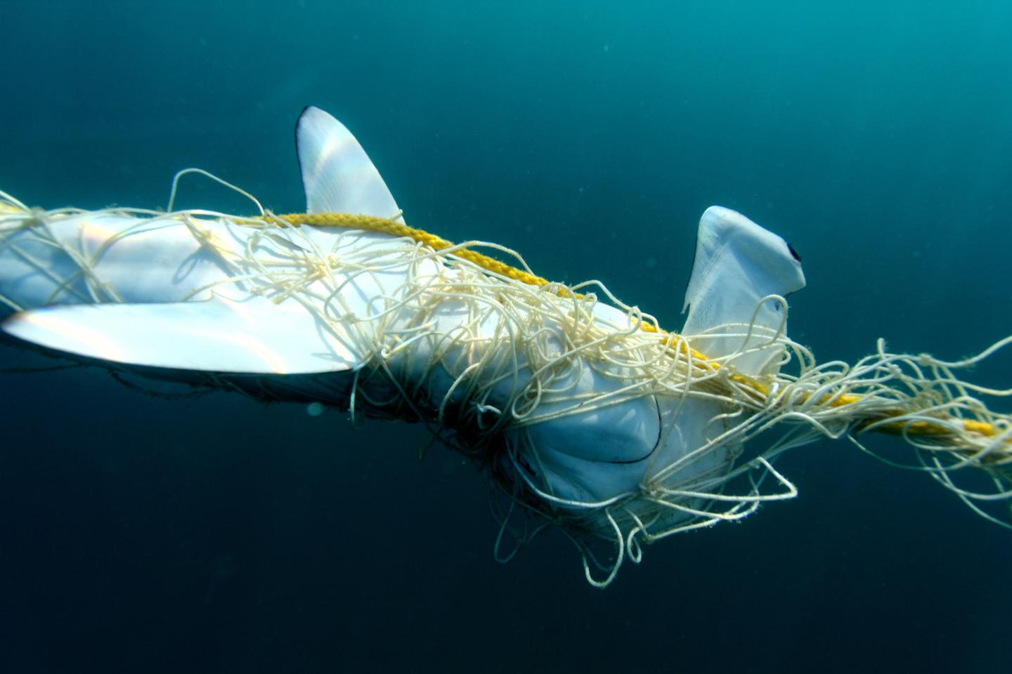 Entangled Hammerhead