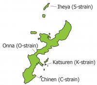 Origins of the Four Strains of Okinawa mozuku