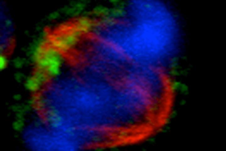T Cells, UC San Diego School of Medicine