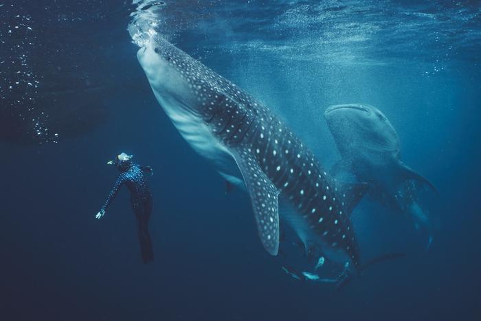 Whale sharks
