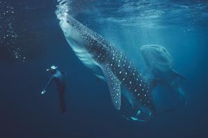 Whale sharks