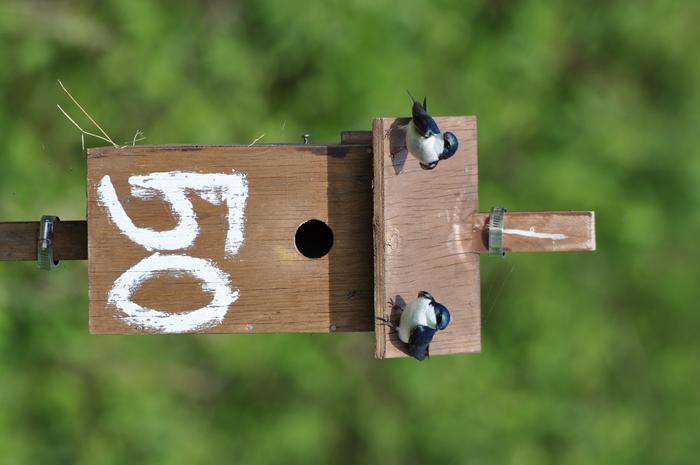Tree swallows on nest box at Long Point Bird Observatory