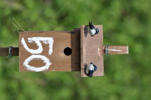 Tree swallows on nest box at Long Point Bird Observatory