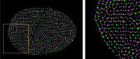Au-PS 3D Pattern